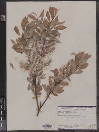 Salix bebbiana image