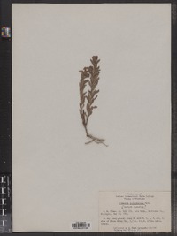 Comandra umbellata ssp. umbellata image