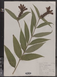 Chelone glabra image