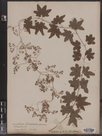 Lygodium palmatum image