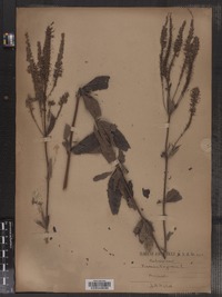 Veronicastrum virginicum image