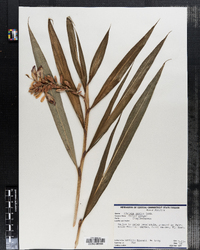 Image of Alpinia mutica