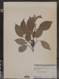 Prunus serotina image