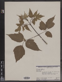 Acer negundo image