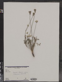 Daucus carota image