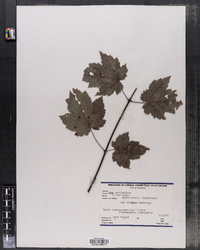 Acer saccharinum image