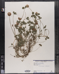 Image of Trifolium stoloniferum