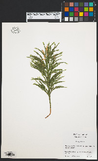 Lycopodium hickeyi image