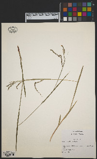 Carex arctata image