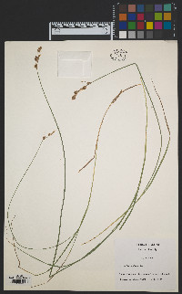 Carex hormathodes image