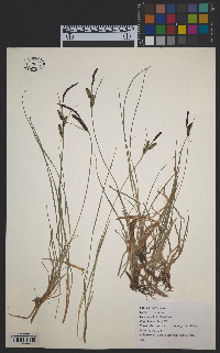 Carex nigra image