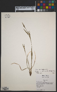 Carex ormostachya image