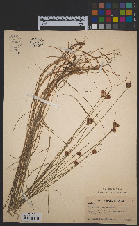 Eriophorum virginicum image