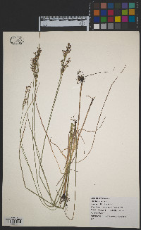 Juncus gerardi image