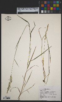 Agrostis stolonifera image