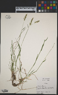 Anthoxanthum odoratum image