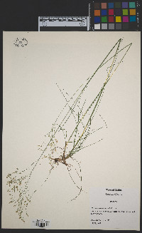 Deschampsia flexuosa image