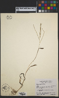 Digitaria sanguinalis image