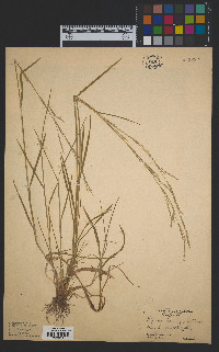 Glyceria acutiflora image