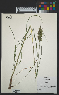 Glyceria obtusa image