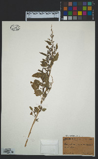 Chenopodium album image