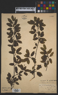 Ilex mucronata image