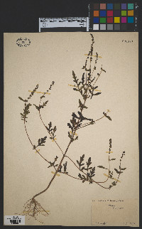 Ambrosia artemisiifolia image