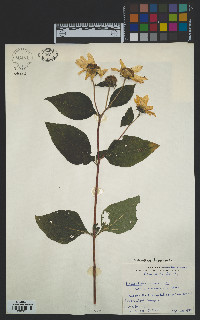 Helianthus tuberosus image