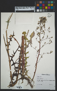 Lactuca canadensis image