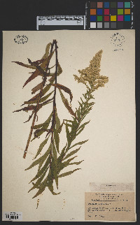 Solidago altissima image