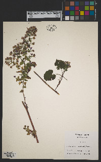 Symphyotrichum cordifolium image