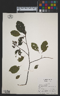 Alnus serrulata image