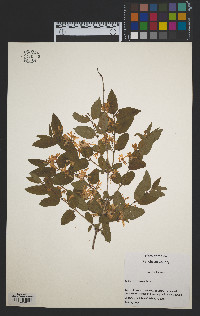 Lonicera morrowii image