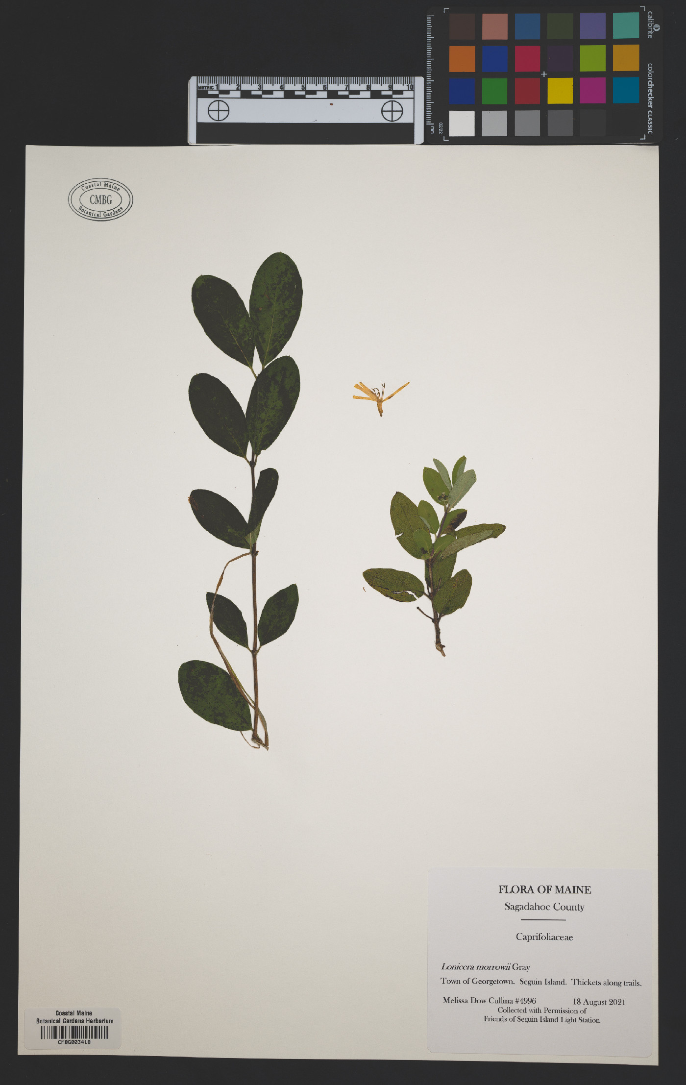 Lonicera morrowii image