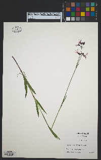 Lychnis flos-cuculi image