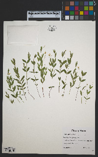 Moehringia lateriflora image