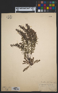 Lechea intermedia var. juniperina image