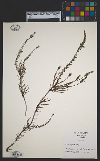 Calluna vulgaris image