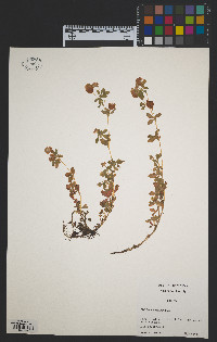 Trifolium aureum image