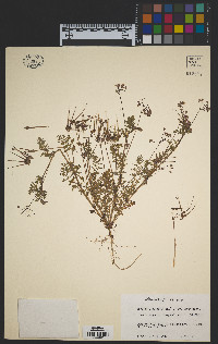 Erodium cicutarium image