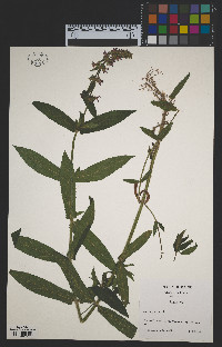 Stachys palustris image