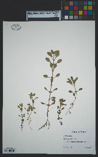 Ludwigia palustris image