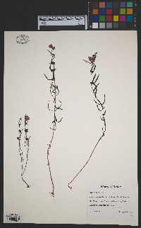 Agalinis paupercula var. borealis image