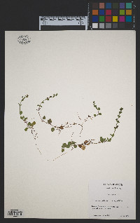 Veronica serpyllifolia subsp. serpyllifolia image