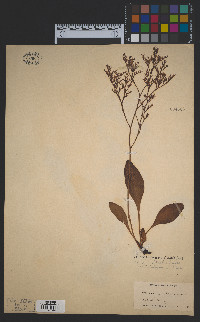 Limonium carolinianum image