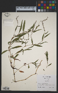 Polygonum punctatum var. punctatum image