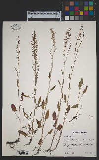 Rumex acetosella image