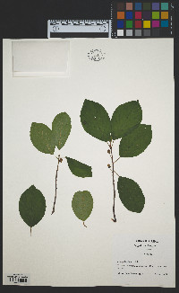 Frangula alnus image