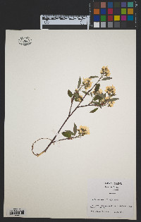 Amelanchier spicata image