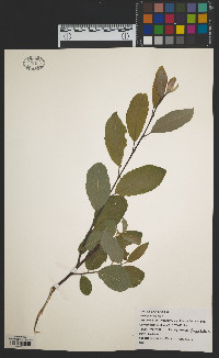 Salix bebbiana image